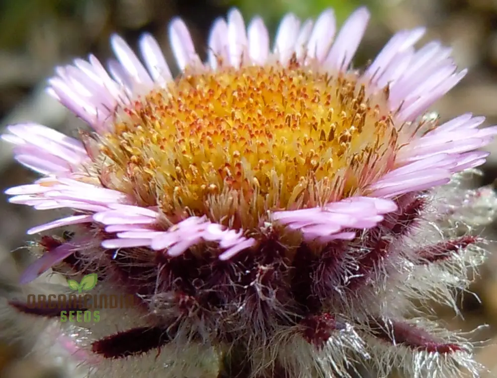 Erigeron Borealis Seeds For Planting - Native North American Wildflower Seeds for Gardening Enthusiasts