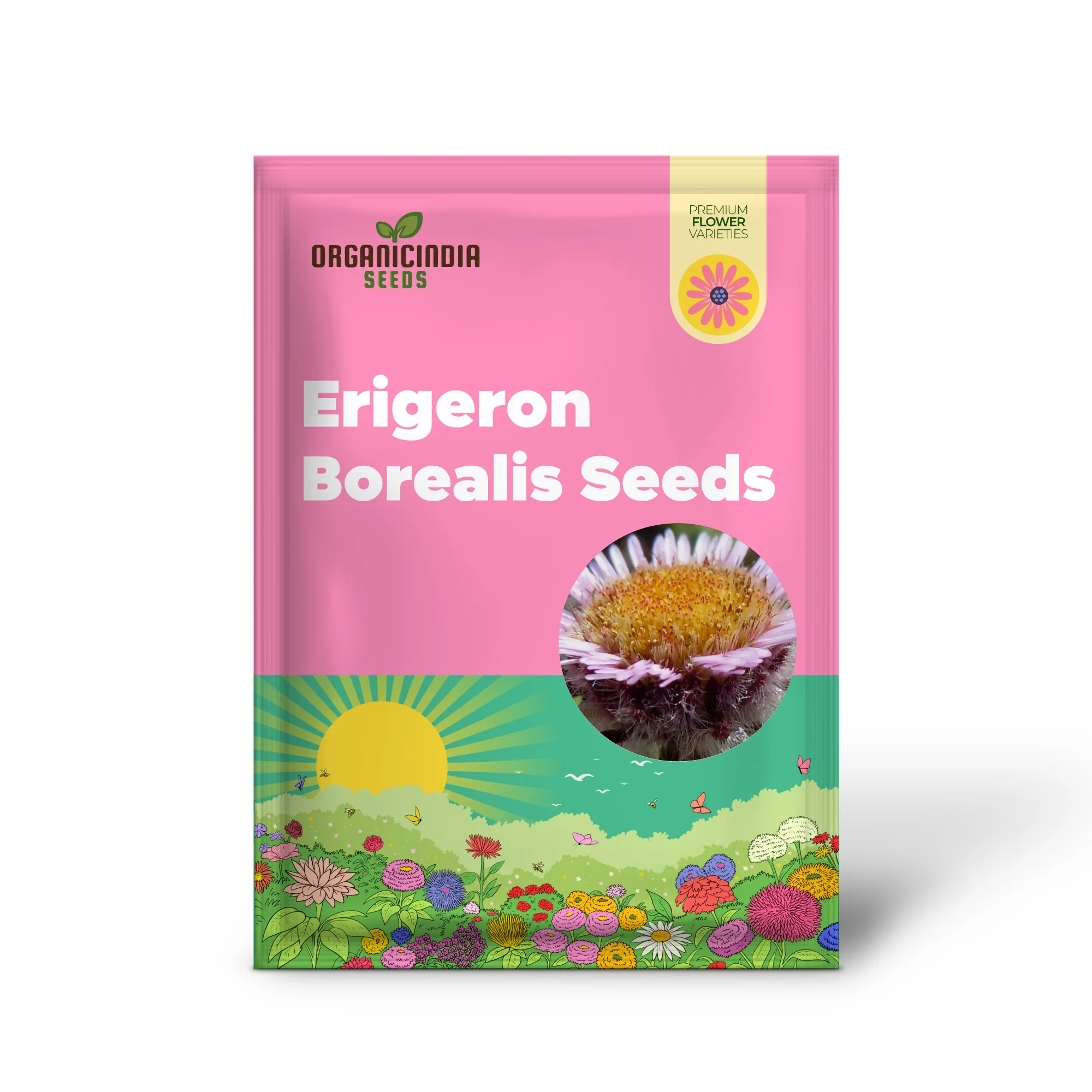 Erigeron Borealis Seeds For Planting - Native North American Wildflower Seeds for Gardening Enthusiasts - Image 2