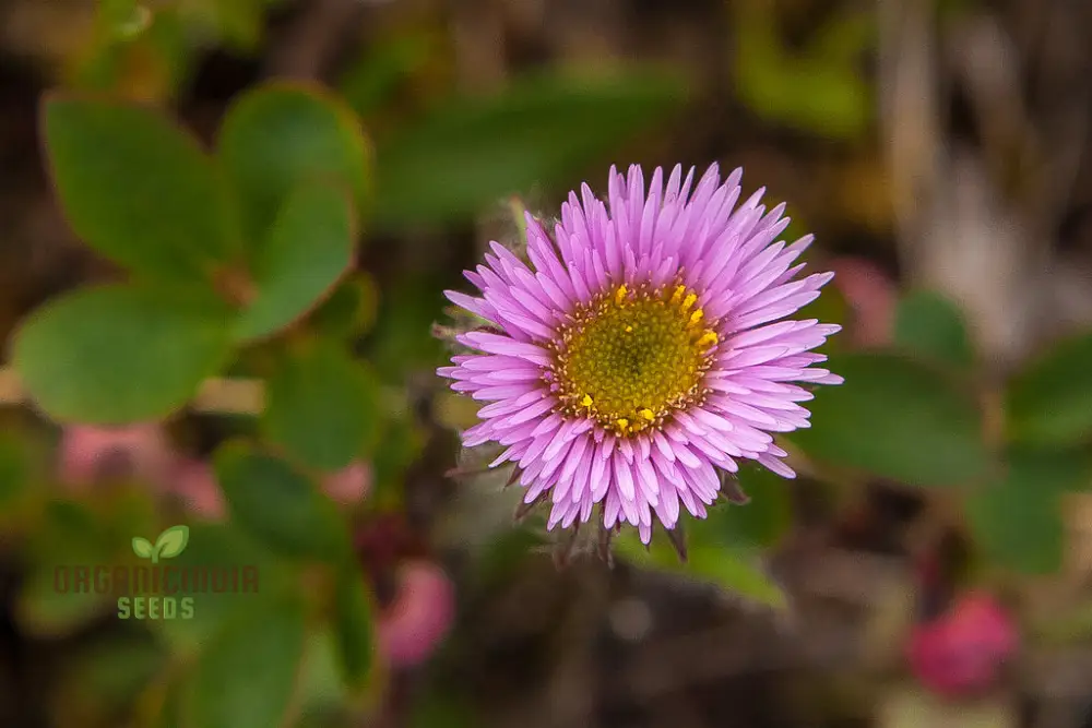 Erigeron Borealis Seeds For Planting - Native North American Wildflower Seeds for Gardening Enthusiasts - Image 3