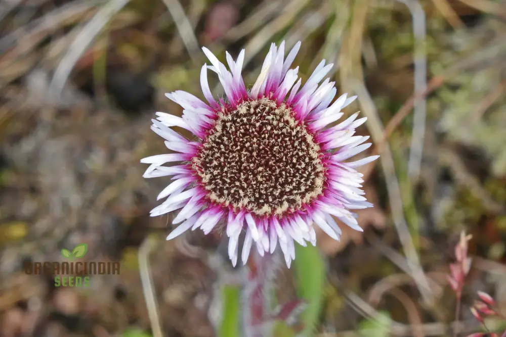 Erigeron Borealis Seeds For Planting - Native North American Wildflower Seeds for Gardening Enthusiasts - Image 4