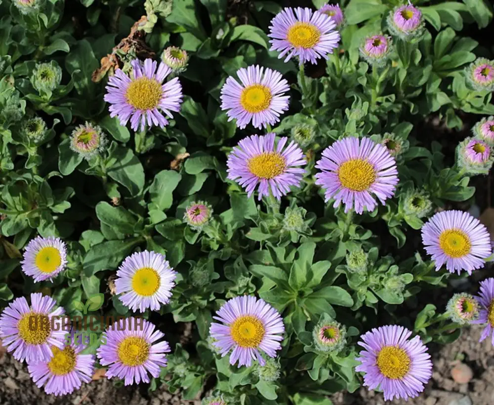 Erigeron Seeds (Erigeron Glaucus Seeds) - Coastal Daisy Blooms for Native Wildflower Gardens