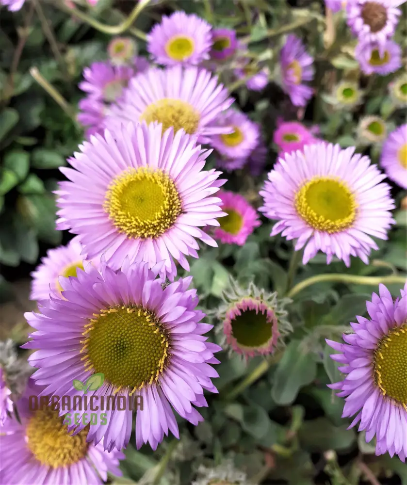 Erigeron Seeds (Erigeron Glaucus Seeds) - Coastal Daisy Blooms for Native Wildflower Gardens - Image 3