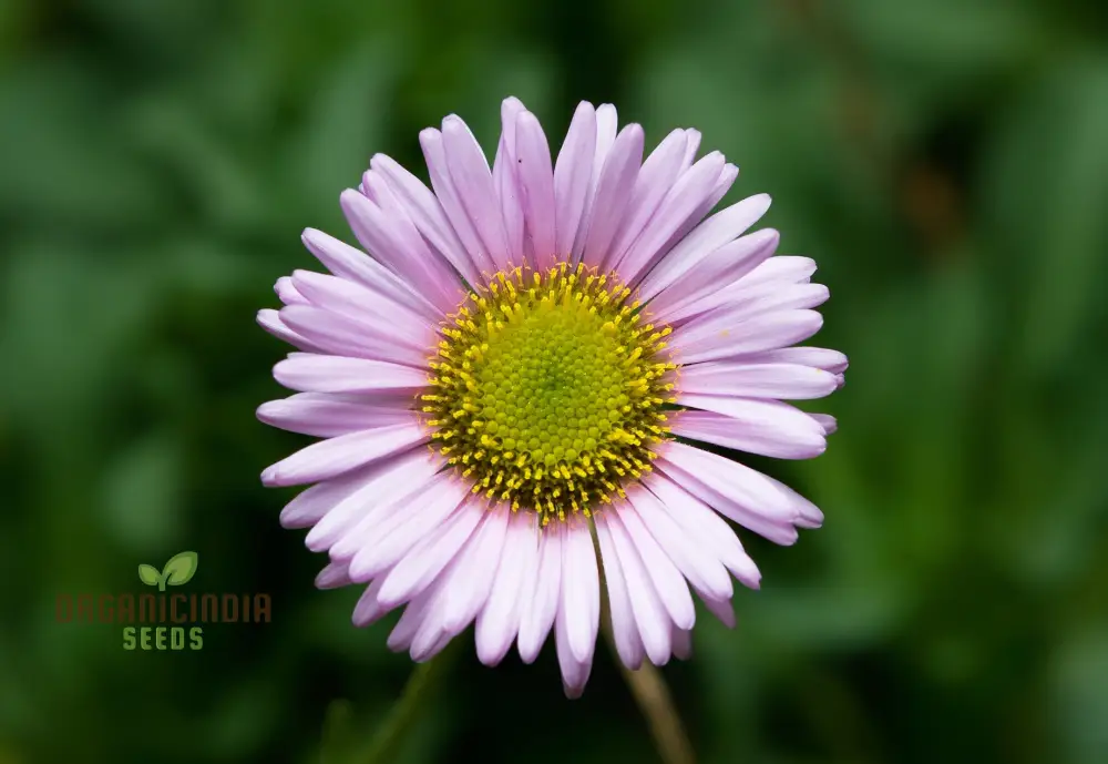 Erigeron Seeds (Erigeron Glaucus Seeds) - Coastal Daisy Blooms for Native Wildflower Gardens - Image 4