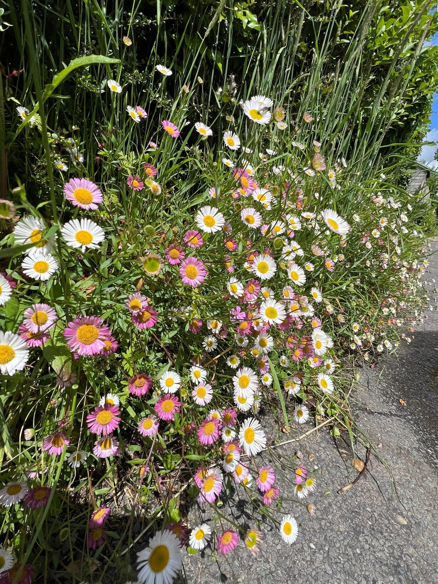 Erigeron Karvinskianus flower Seeds, Planting - Perennial Ground Cover for Landscaping - Image 5