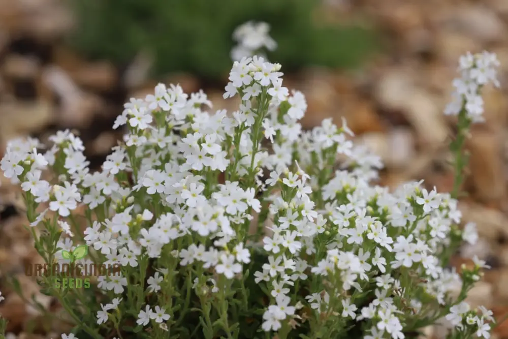 Erinus Alpinus Alba Seeds for Gardening Enthusiasts - Rare White Alpine Rockery Flower Seeds