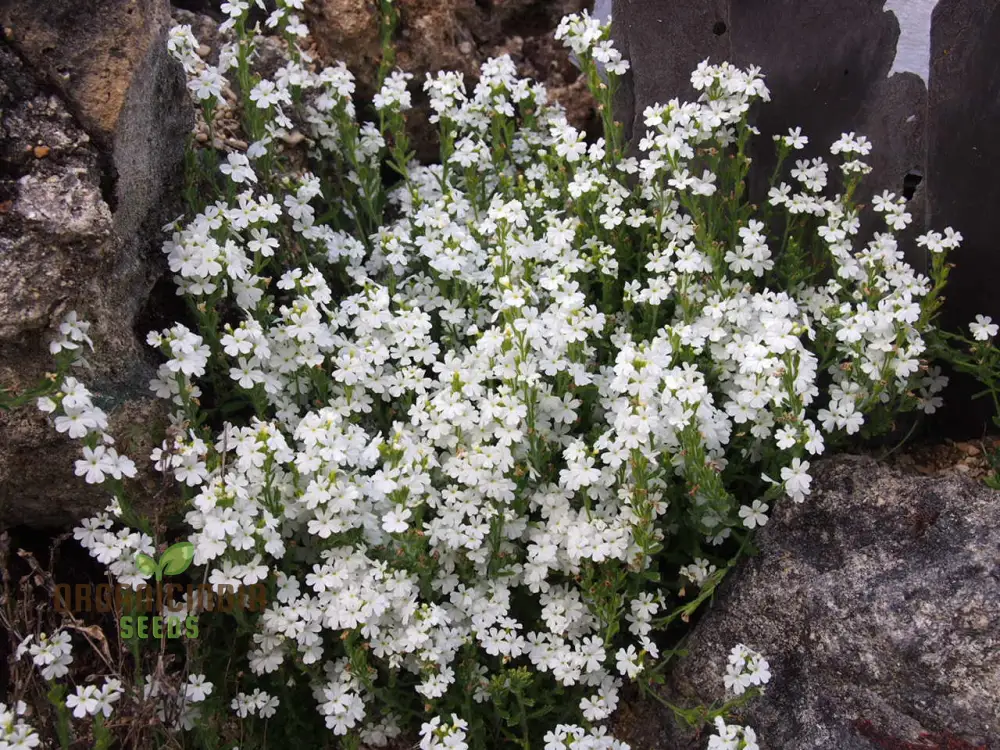 Erinus Alpinus Alba Seeds for Gardening Enthusiasts - Rare White Alpine Rockery Flower Seeds - Image 3