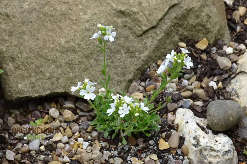 Erinus Alpinus Alba Seeds for Gardening Enthusiasts - Rare White Alpine Rockery Flower Seeds - Image 4