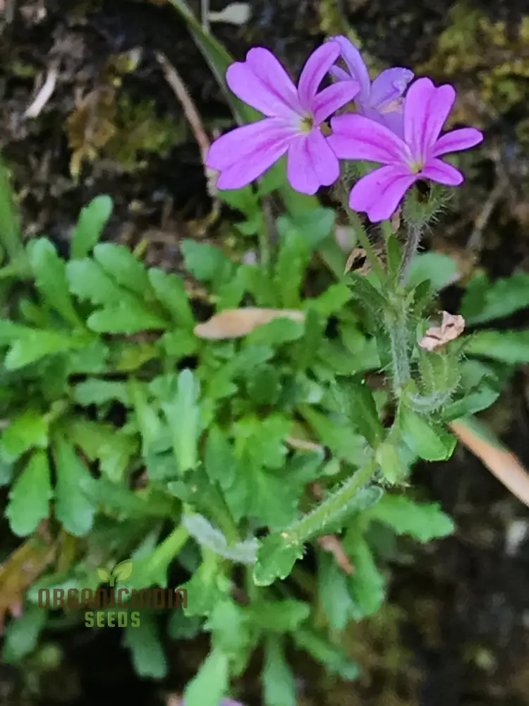 Erinus Alpinus Seeds for Planting Enthusiasts - Alpine Rock Cress Flower Seeds