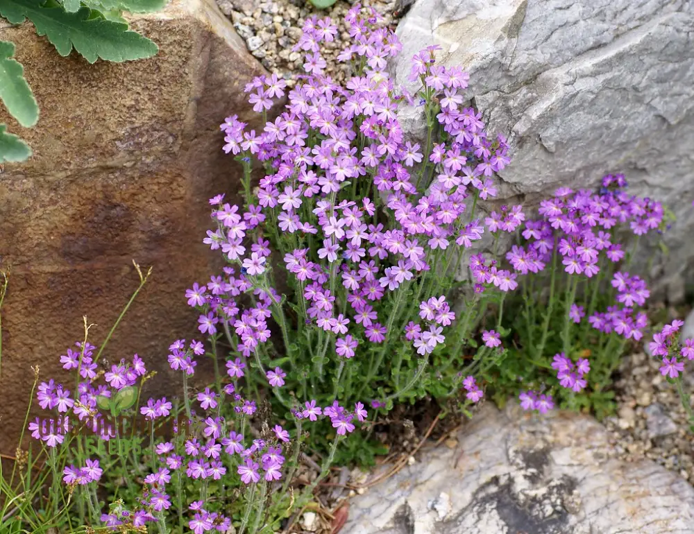 Erinus Alpinus Seeds for Planting Enthusiasts - Alpine Rock Cress Flower Seeds - Image 3