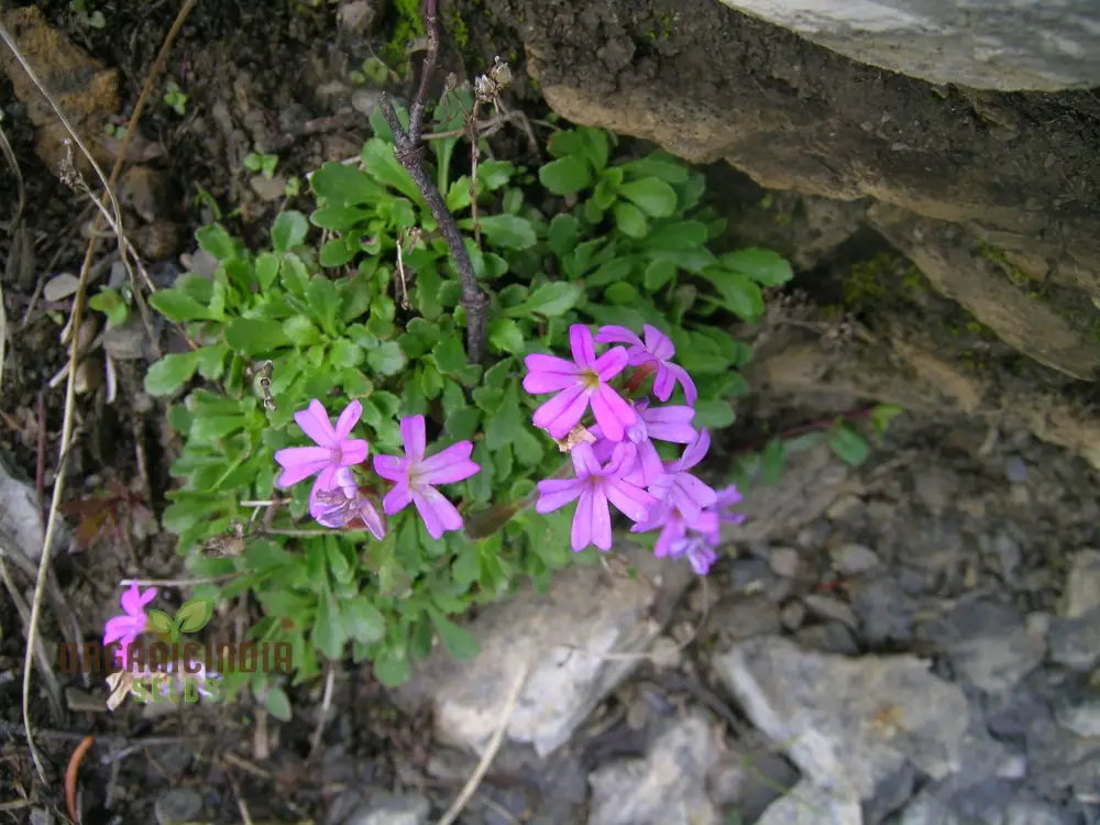 Erinus Alpinus Seeds for Planting Enthusiasts - Alpine Rock Cress Flower Seeds - Image 4