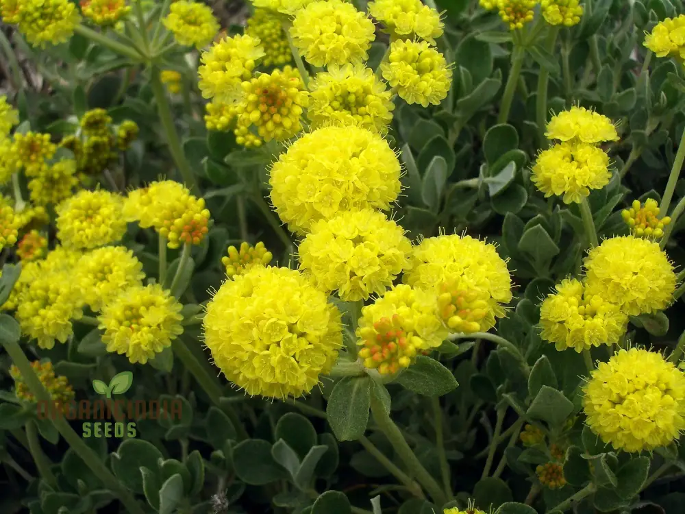 Eriogonum Seeds (Eriogonum Umbellatum Seeds) - Perennial for Gardening Enthusiasts