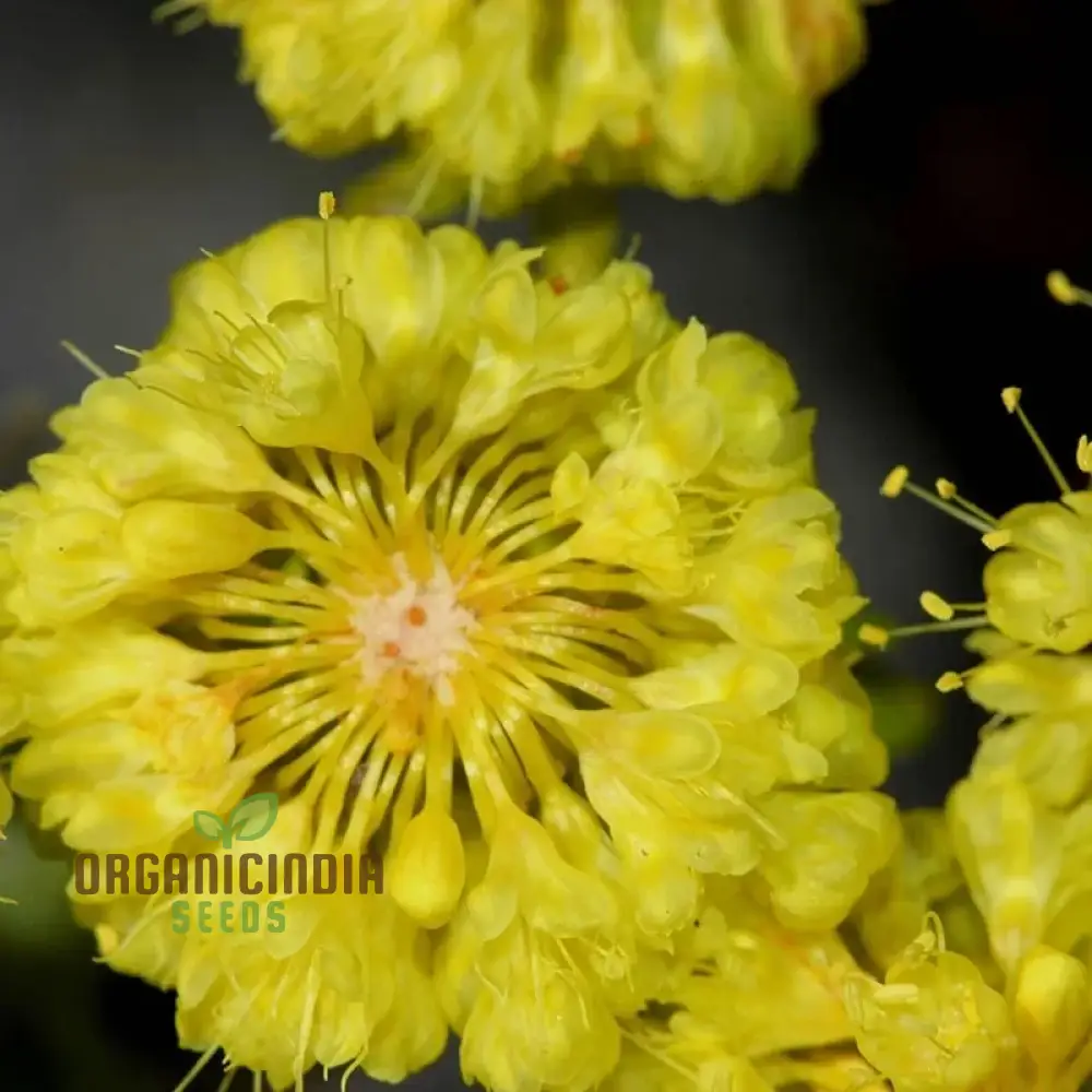 Eriogonum Seeds (Eriogonum Umbellatum Seeds) - Perennial for Gardening Enthusiasts - Image 3