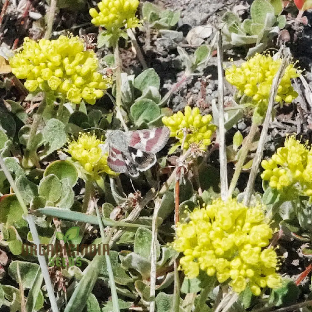 Eriogonum Seeds (Eriogonum Umbellatum Seeds) - Perennial for Gardening Enthusiasts - Image 4