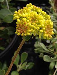 Eriogonum Seeds (Eriogonum Umbellatum Seeds) - Perennial for Gardening Enthusiasts - Image 5