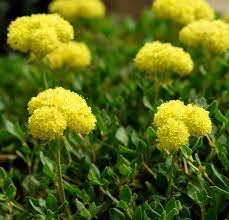 Eriogonum Seeds (Eriogonum Umbellatum Seeds) - Perennial for Gardening Enthusiasts - Image 6
