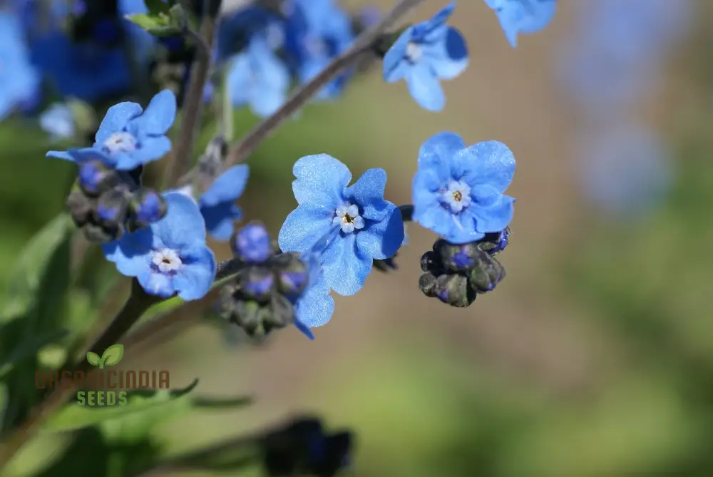 Eritrichium Canum Baby Blue Seeds For Planting - Rare Alpine Flower Seeds for Gardening Enthusiasts