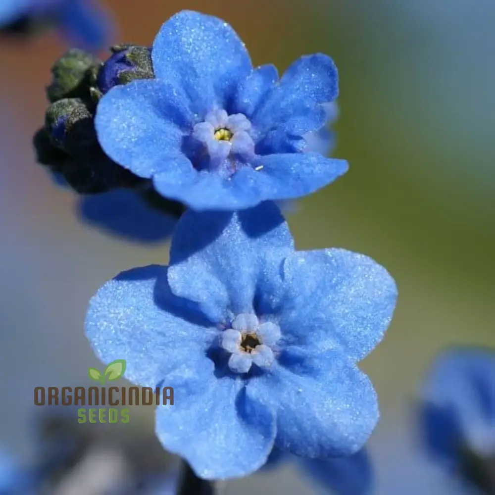Eritrichium Canum Baby Blue Seeds For Planting - Rare Alpine Flower Seeds for Gardening Enthusiasts - Image 3