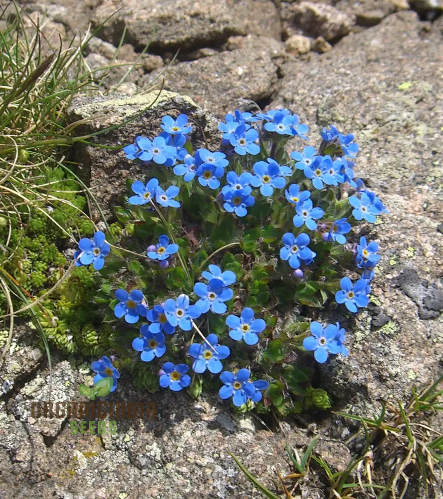 Eritrichium Canum Baby Blue Seeds For Planting - Rare Alpine Flower Seeds for Gardening Enthusiasts - Image 4