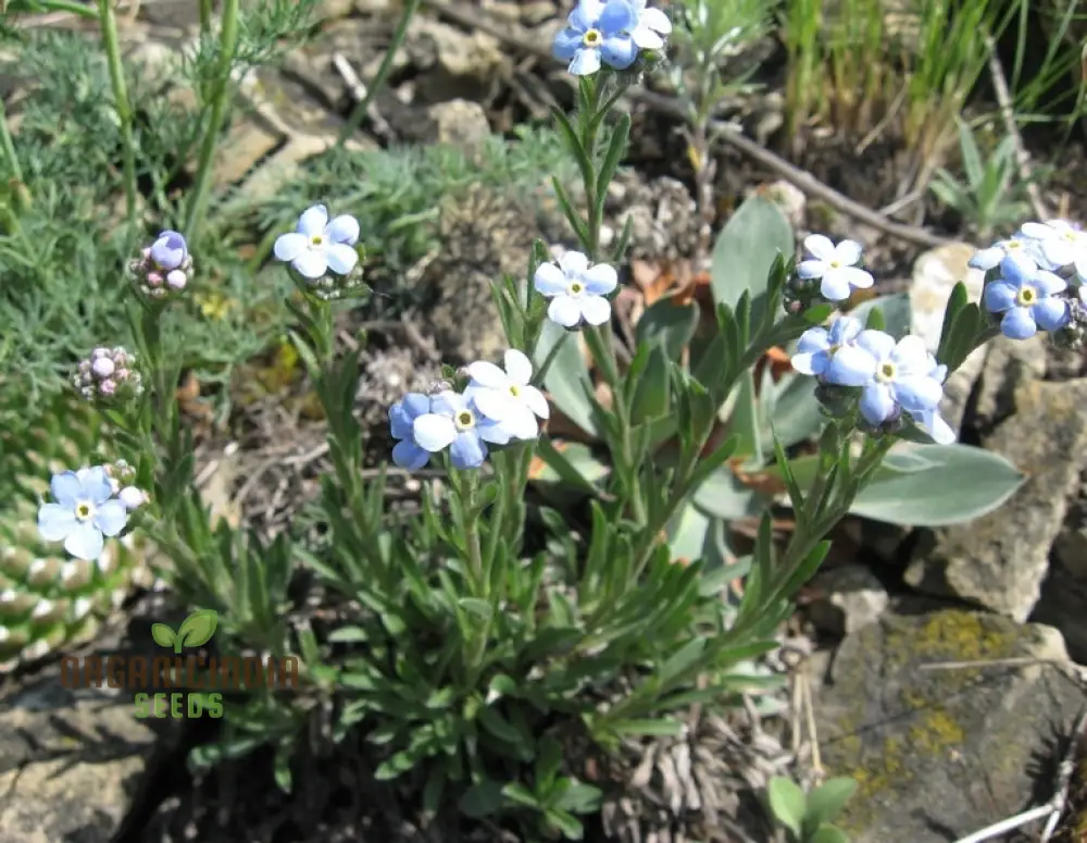 Eritrichium Pectinatum Seeds for Passionate Gardeners - Alpine Perennial Flower Seeds for Unique Gardening