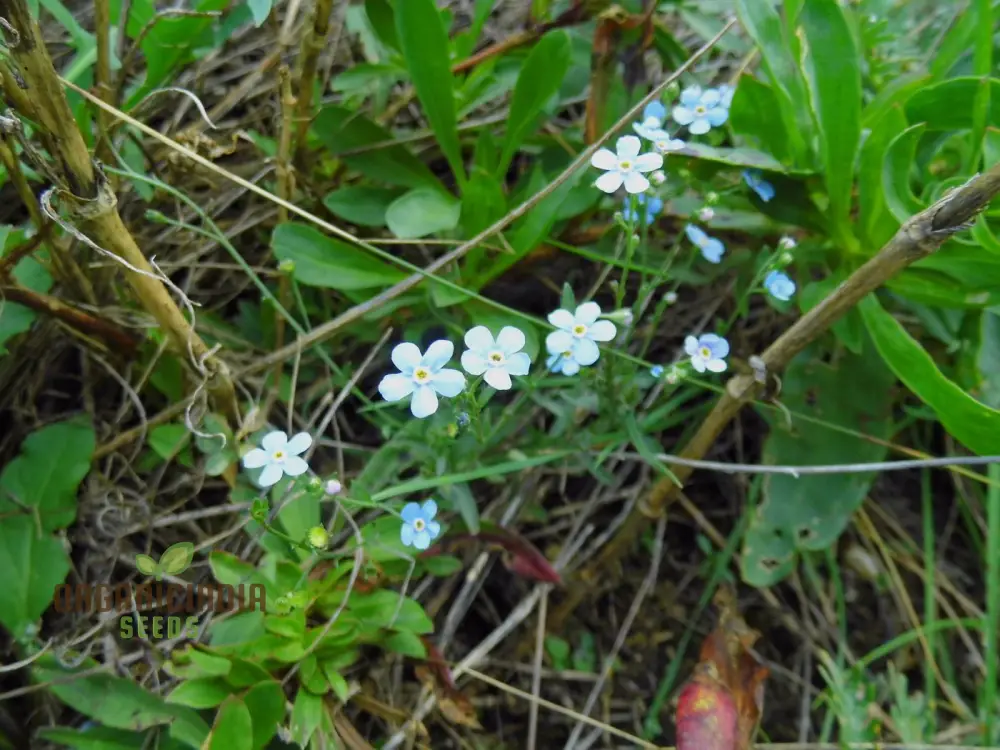 Eritrichium Pectinatum Seeds for Passionate Gardeners - Alpine Perennial Flower Seeds for Unique Gardening - Image 3