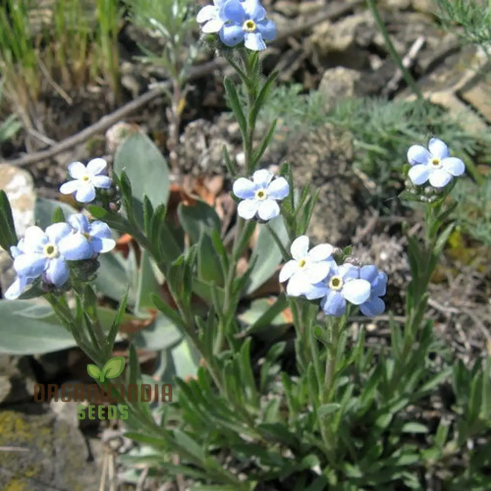 Eritrichium Pectinatum Seeds for Passionate Gardeners - Alpine Perennial Flower Seeds for Unique Gardening - Image 4
