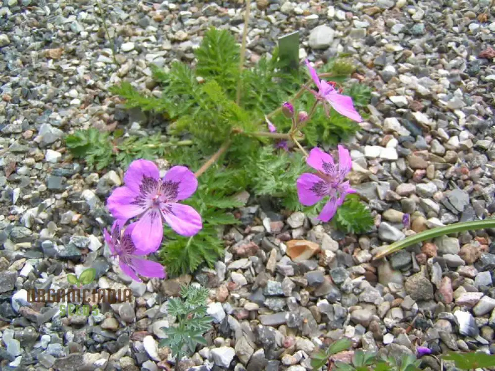 Erodium Castellanum Seeds for Planting - Drought-Tolerant Perennial Flower Seeds