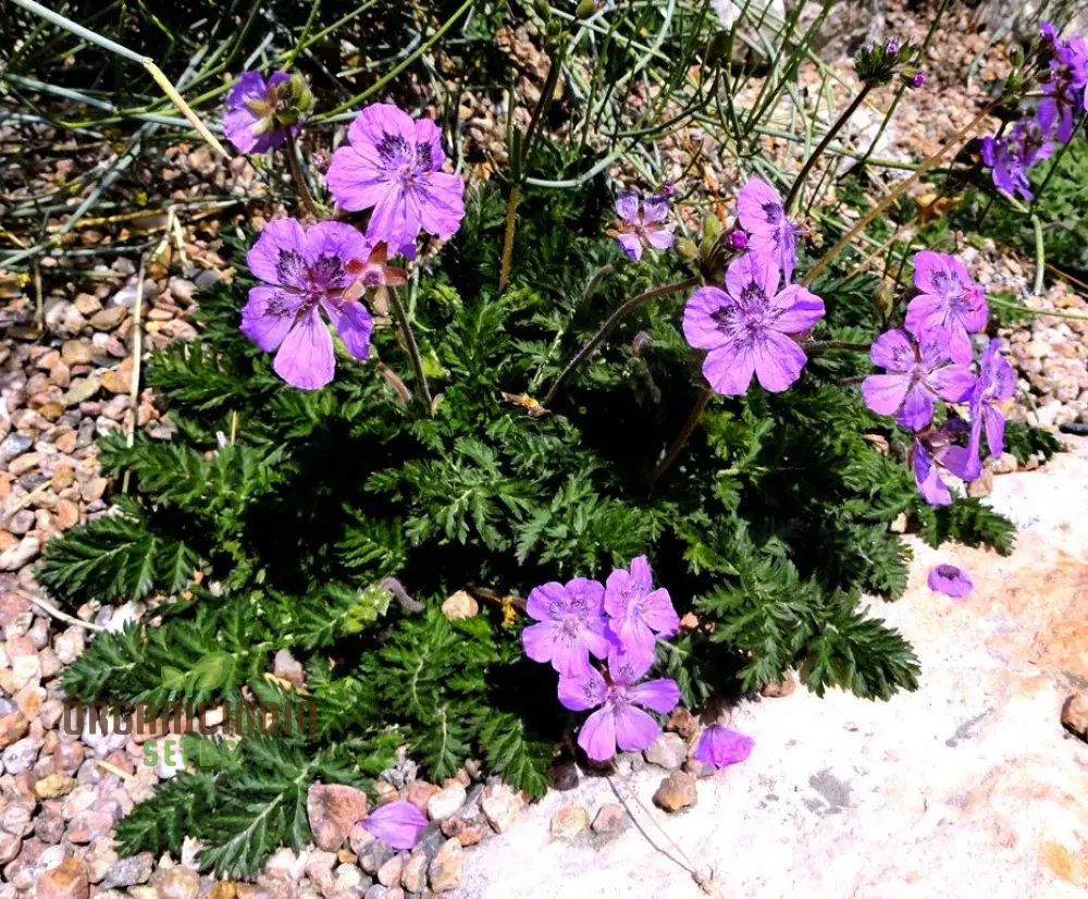 Erodium Castellanum Seeds for Planting - Drought-Tolerant Perennial Flower Seeds - Image 3