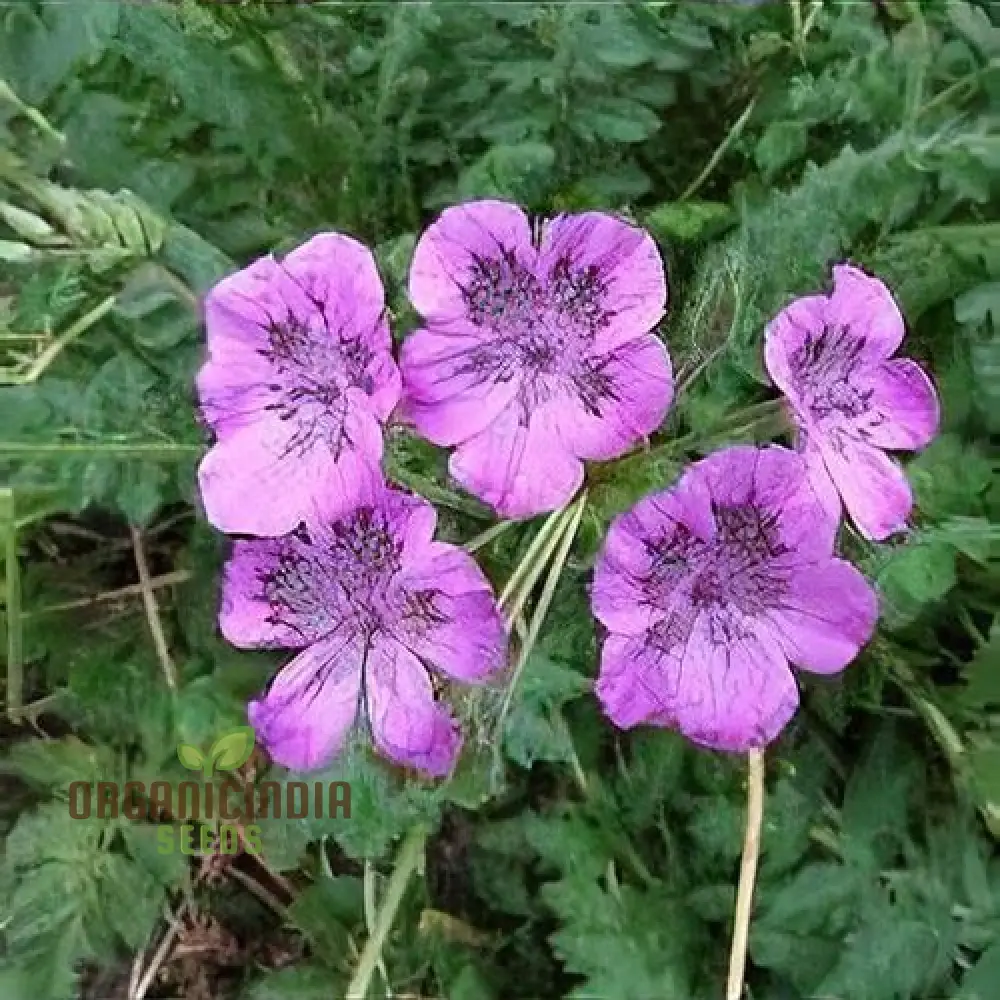 Erodium Castellanum Seeds for Planting - Drought-Tolerant Perennial Flower Seeds - Image 4