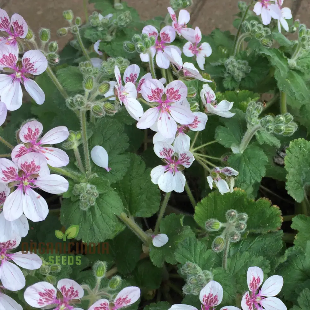 Erodium Pelargoniflorum Seeds - Exquisite Geranium-Like Flowers for Your Garden - Gardening Seeds - Image 3