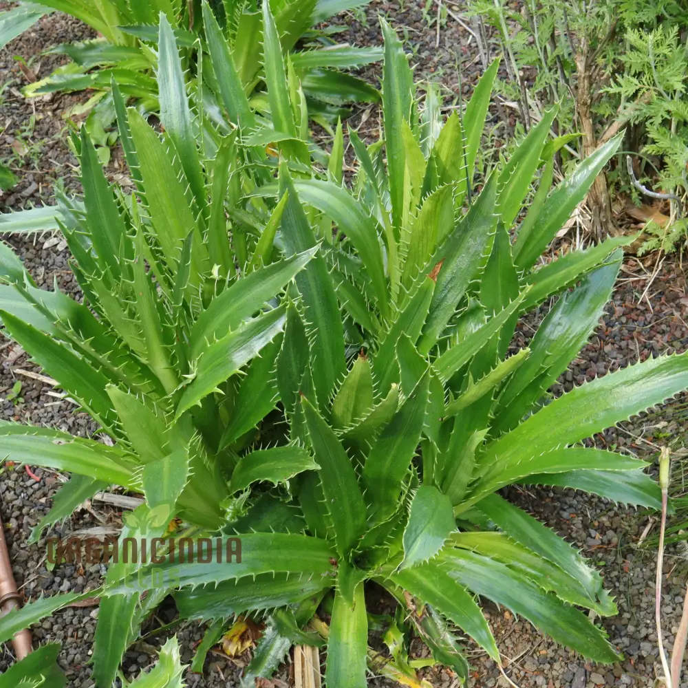Eryngium Agavifolium Seeds - Unique Perennial for Gardening Enthusiasts | Exotic Seed Collection