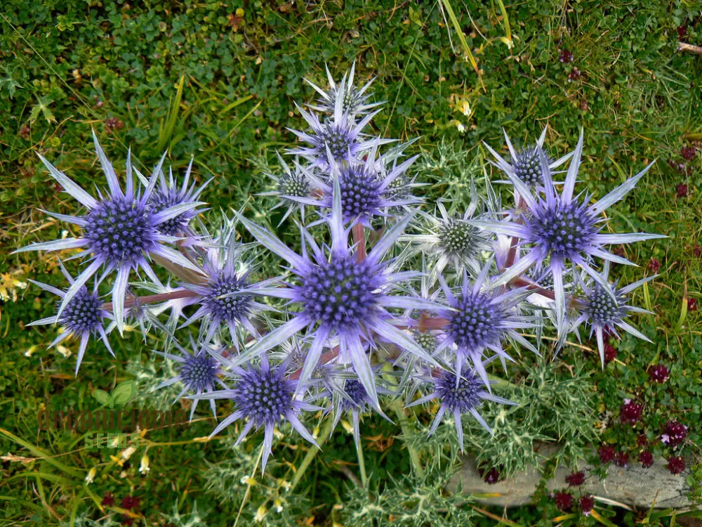 Eryngium Bourgatii Seeds for Gardening - Hardy Perennial Sea Holly Flower Seeds