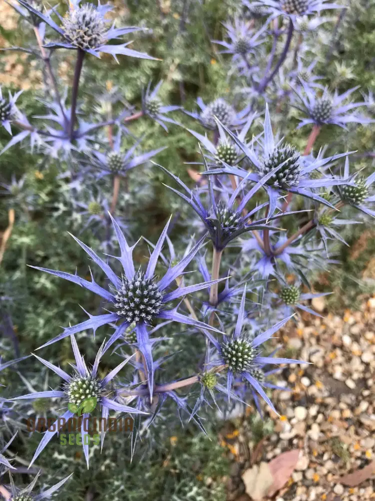 Eryngium Bourgatii Seeds for Gardening - Hardy Perennial Sea Holly Flower Seeds - Image 3