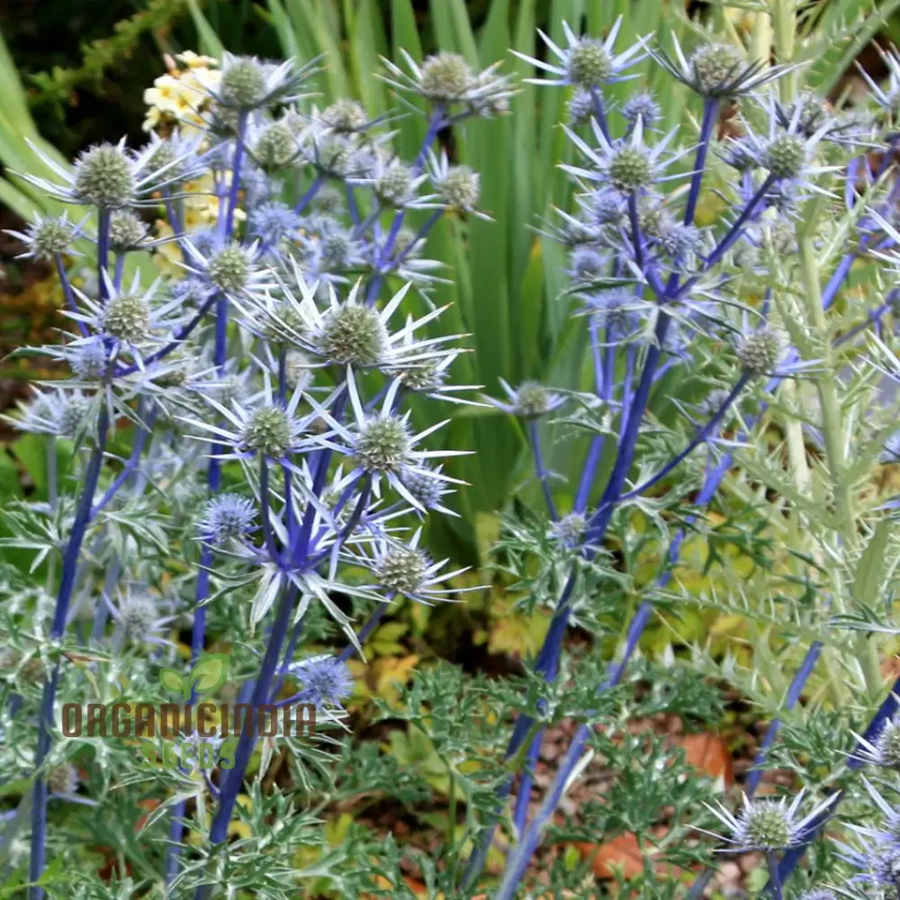 Eryngium Bourgatii Seeds for Gardening - Hardy Perennial Sea Holly Flower Seeds - Image 4