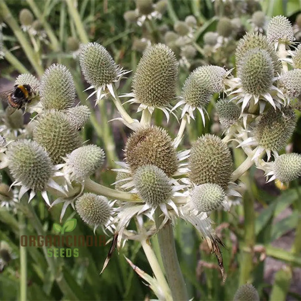 Eryngium Eburneum Seeds for Expert Gardening - Unique and Hardy Perennial Flower Seeds