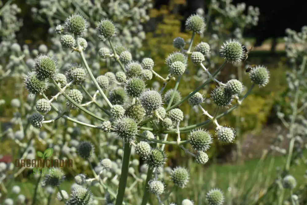 Eryngium Eburneum Seeds for Expert Gardening - Unique and Hardy Perennial Flower Seeds - Image 3