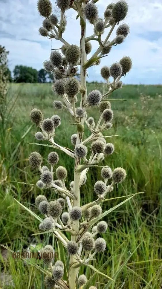 Eryngium Eburneum Seeds for Expert Gardening - Unique and Hardy Perennial Flower Seeds - Image 4