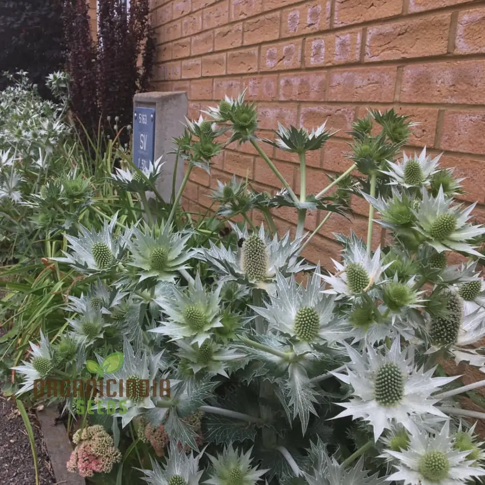 Eryngium Giganteum 'Miss Wilmott's Ghost' Seeds for Planting - Spectacular Perennial Flower Seeds for Your Garden - Image 3