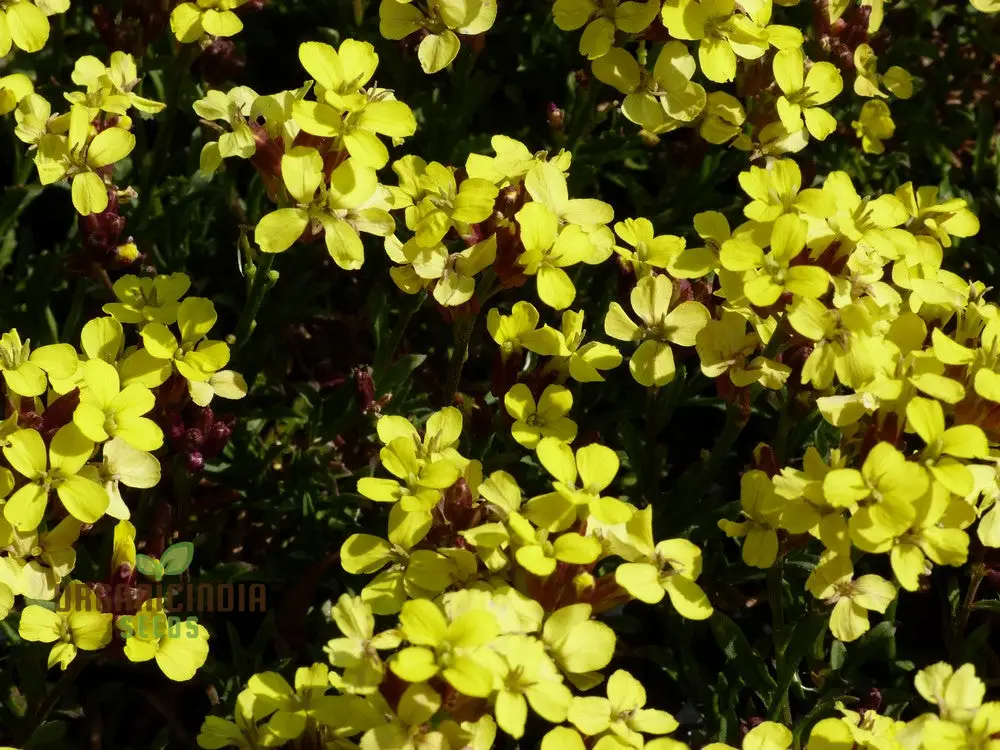 Erysimum Alpinum Seeds For Planting - Vibrant Alpine Wallflower Seeds for Gardeners and Landscapers