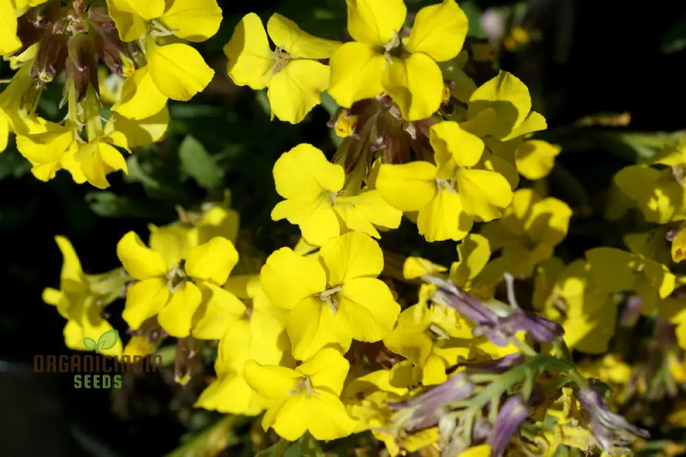 Erysimum Alpinum Seeds For Planting - Vibrant Alpine Wallflower Seeds for Gardeners and Landscapers - Image 3