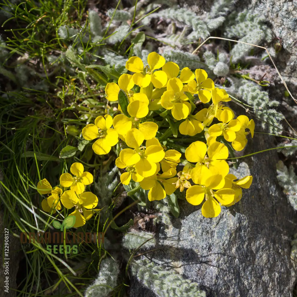 Erysimum Alpinum Seeds For Planting - Vibrant Alpine Wallflower Seeds for Gardeners and Landscapers - Image 4