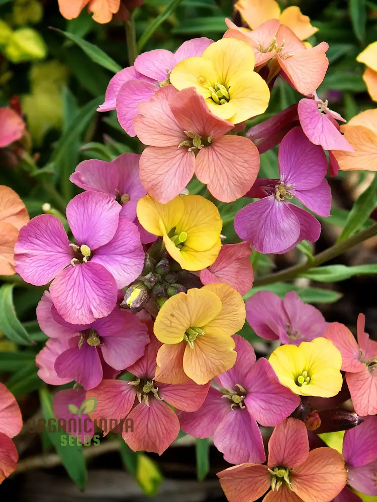Erysimum Seeds (Amazing Hybrids Erysimum Seeds) - Vibrant Garden Flowers for Planting Enthusiasts