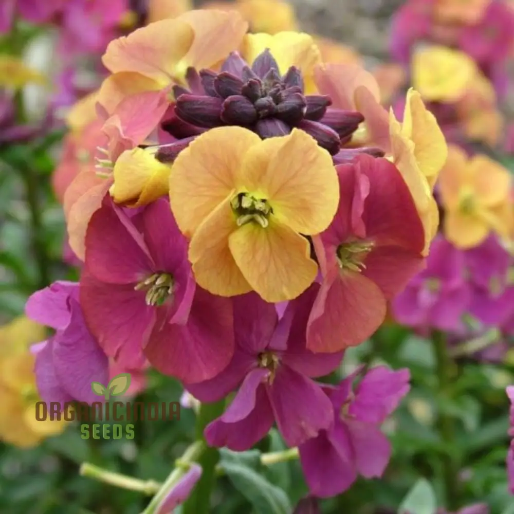 Erysimum Seeds (Amazing Hybrids Erysimum Seeds) - Vibrant Garden Flowers for Planting Enthusiasts - Image 3