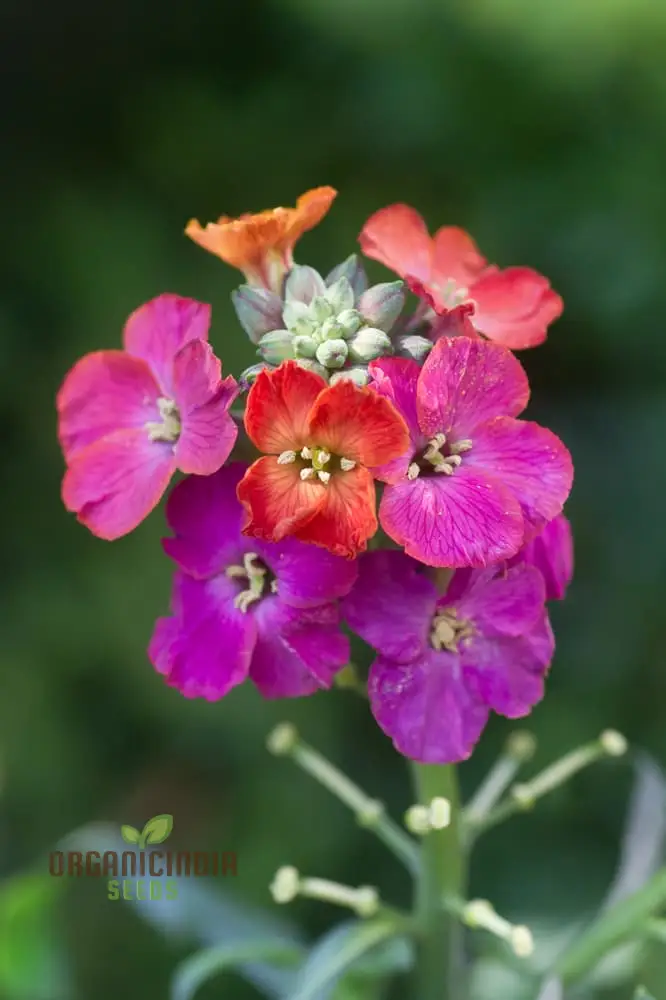 Erysimum Seeds (Amazing Hybrids Erysimum Seeds) - Vibrant Garden Flowers for Planting Enthusiasts - Image 4