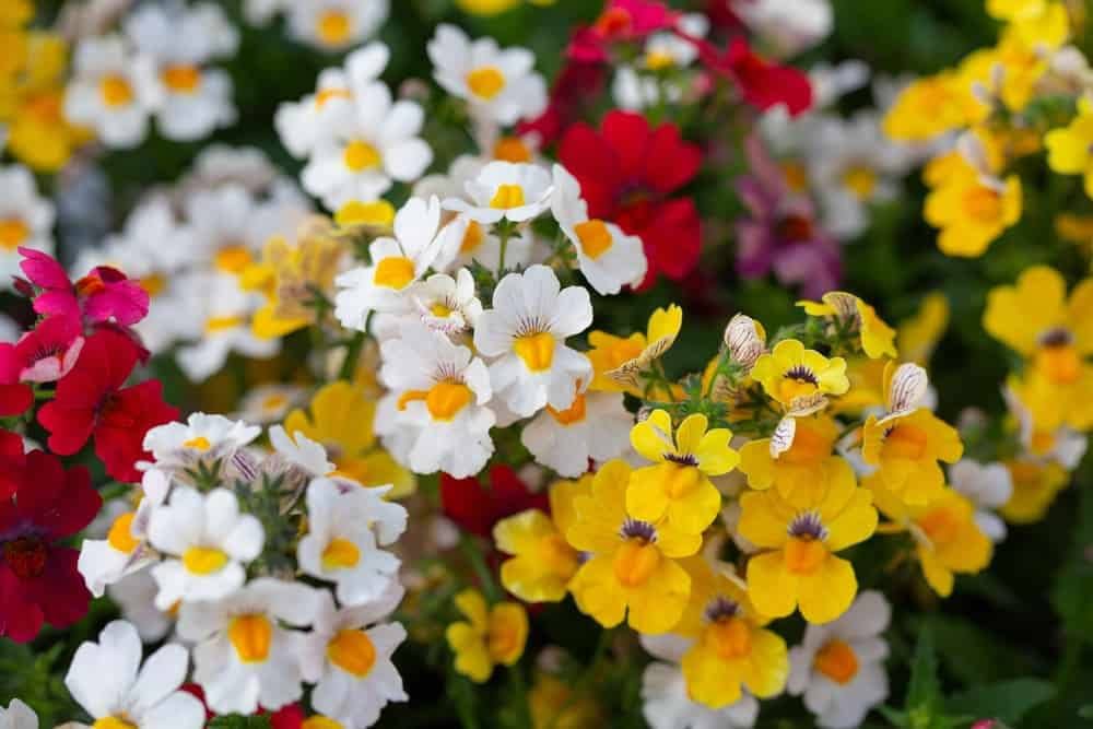 Erysimum Seeds (Amazing Hybrids Erysimum Seeds) - Vibrant Garden Flowers for Planting Enthusiasts - Image 5
