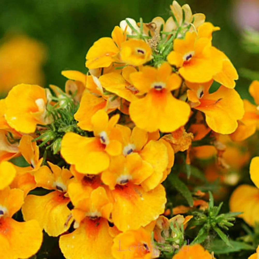 Erysimum Seeds (Amazing Hybrids Erysimum Seeds) - Vibrant Garden Flowers for Planting Enthusiasts - Image 6