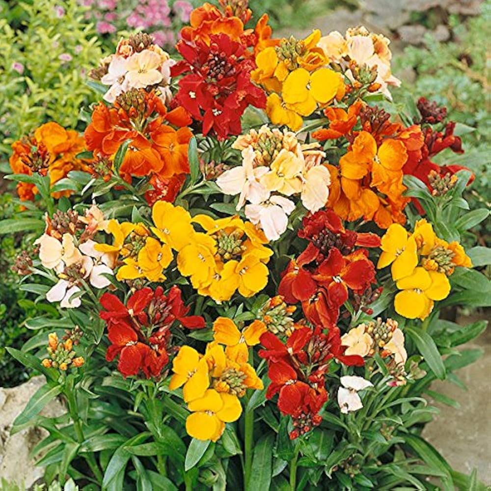 Erysimum Seeds (Amazing Hybrids Erysimum Seeds) - Vibrant Garden Flowers for Planting Enthusiasts - Image 7
