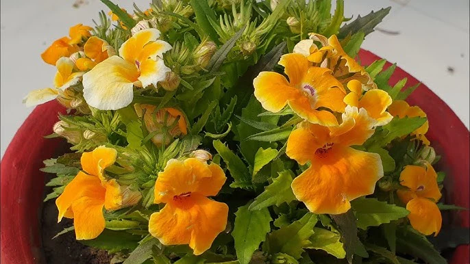 Erysimum Seeds (Amazing Hybrids Erysimum Seeds) - Vibrant Garden Flowers for Planting Enthusiasts - Image 8