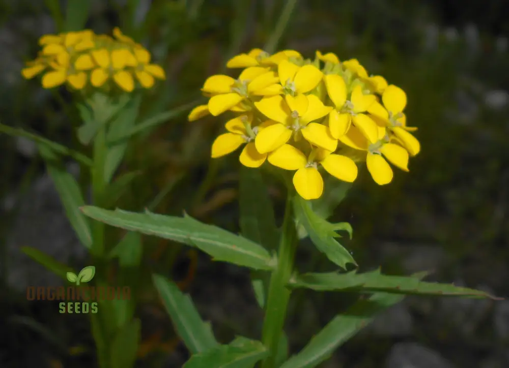 Erysimum Pieninicum Seeds for Successful Planting – Perfect for Your Garden's Vibrant Growth