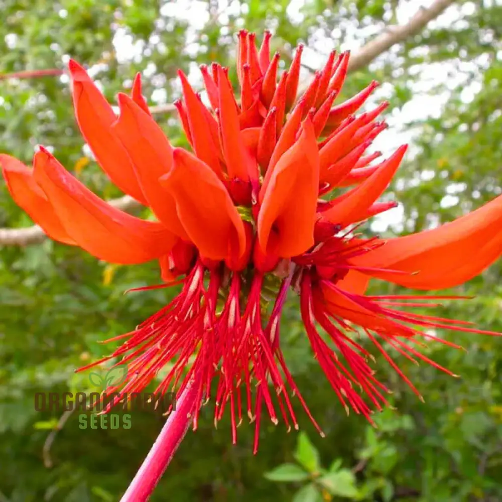 Erythrina Arborescens Seeds for Planting - Grow Stunning Trees with Our High-Quality Seeds