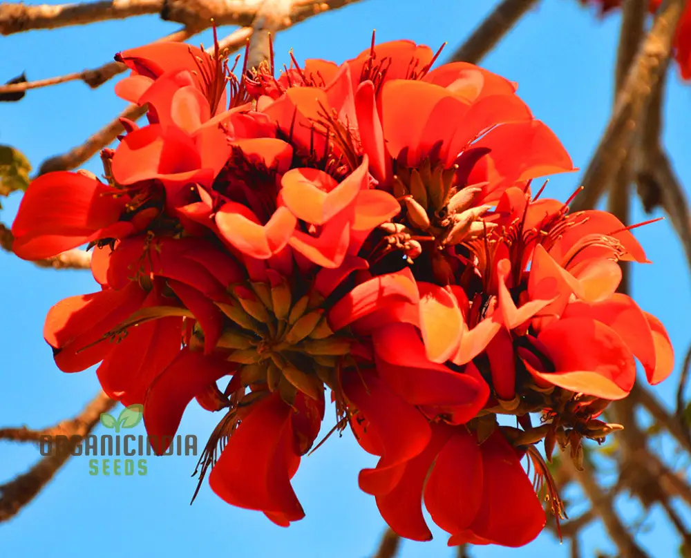 Erythrina Caffra Seeds - Easy Planting, Fast-Growing Ornamental Tree Seeds